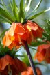 Fritillaria rubra.jpg